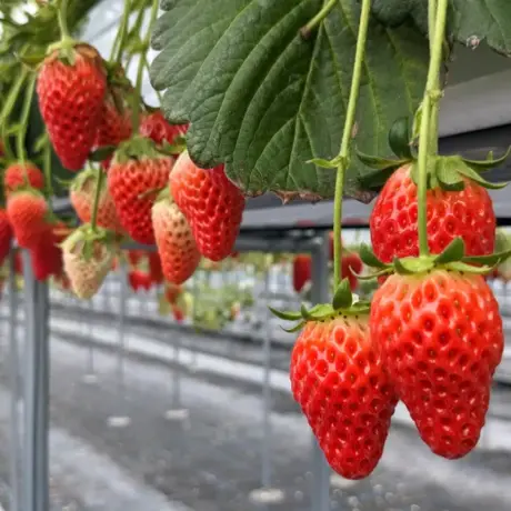 IchigoLab_Izumisano｜食べる・体験｜泉佐野市観光サイト ここ旅泉佐野